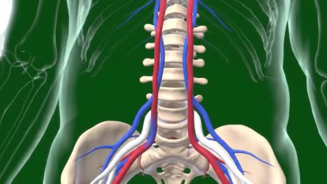 detailed visualization of the human spine and surrounding vasculature with color-coded arteries and veins for anatomical study and education