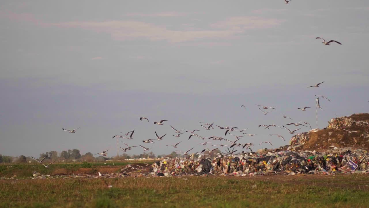Slow motion, wide view of gulls flying over piles of waste in a waste processing facility