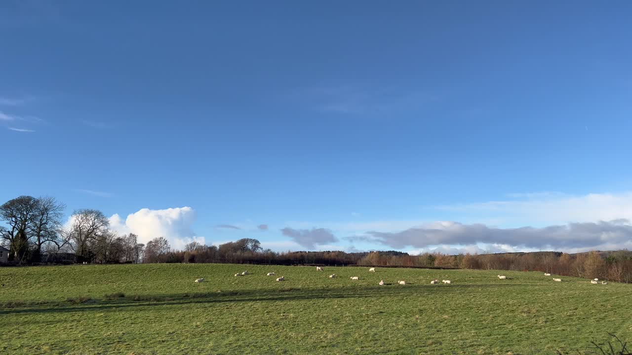 겨울 스코틀랜드 영국에서 푸른 잔디 밝고 화창한 날씨에 누워 양 무리 휴식