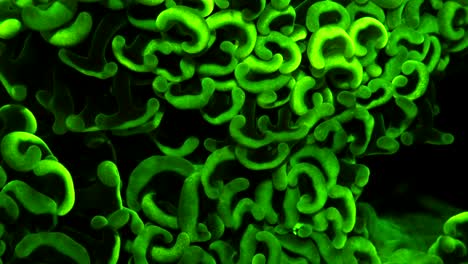 green fluorescent coral at night during fluorescent scuba dive in the philippines