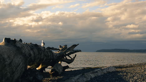 a seagull walks along a large driftwood log on a beach in washington state overlooking puget sound