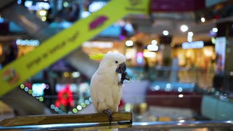 Cacatúa-De-Cresta-De-Azufre---La-Cacatúa-De-Cresta-De-Azufre-Es-Un-Loro-Blanco-Grande