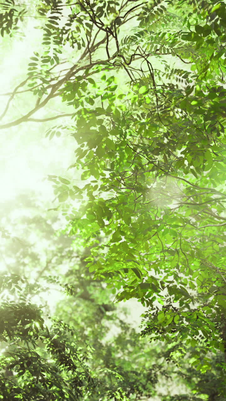 Sunlight filters through dense green canopy in a tranquil forest setting