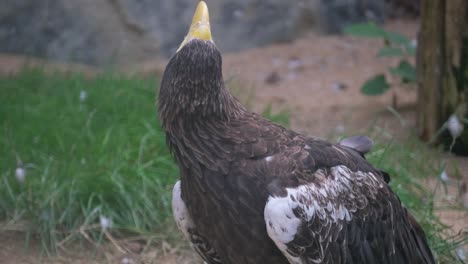 accipitridae bird with yellow beak standing on grass. a terrestrial animal from the accipitridae family with yellow beak, identified as a bird, is standing in the grass