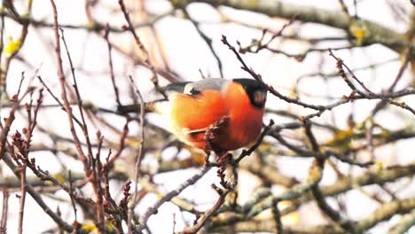 hand-held shot of a eurasian bullfinch pecking at the berries on a branch