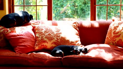 dogs sleeping on sofa in living room 4k