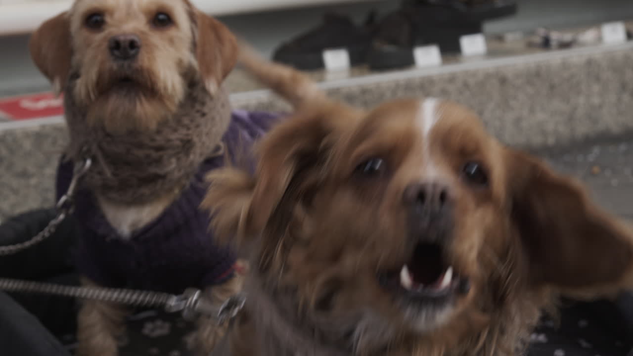 Two small dogs barking towards camera, street animals on leash, scared