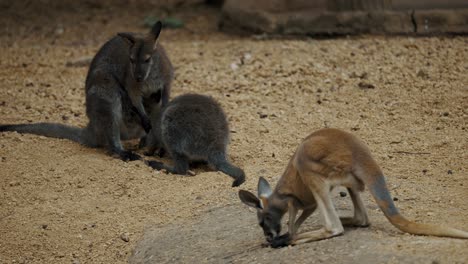 Canguro-Rojo-Australiano-Hembra-Con-Su-Joey---Plano-General