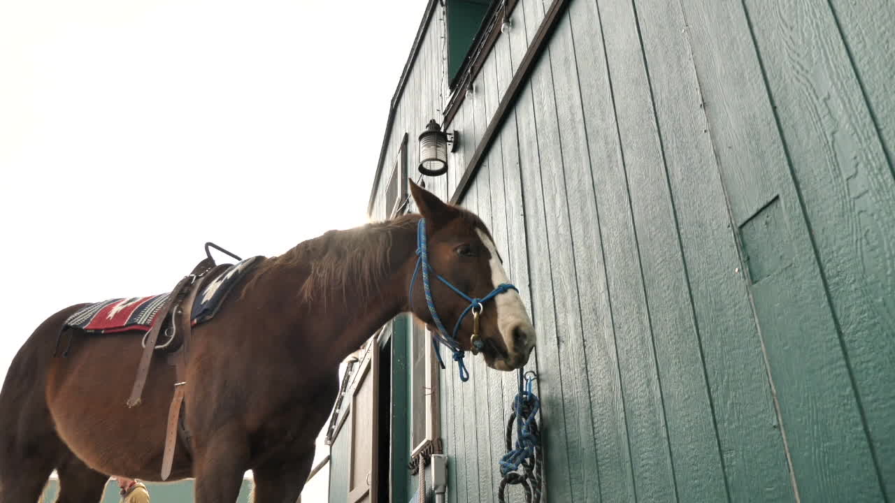 Brown Horse standing tied to Barn.