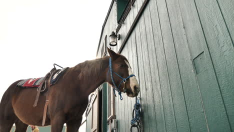 brown horse standing tied to barn.