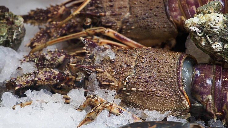 Fresh Spiny Lobsters on Ice Displayed at a Seafood Market