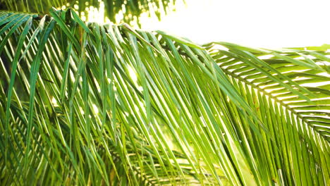 Sun-over-green-palm-leaves