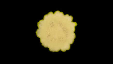 cross section of pattypan summer squash rotating. isolated on the white background. close-up. macro.