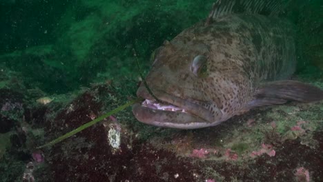 Large-Ling-Cod-in-the-Emerald-Sea