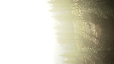 misty forest sunlight