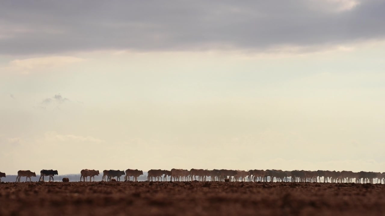 Cattle Herd Walking Across Open Grassland Under Cloudy Sky