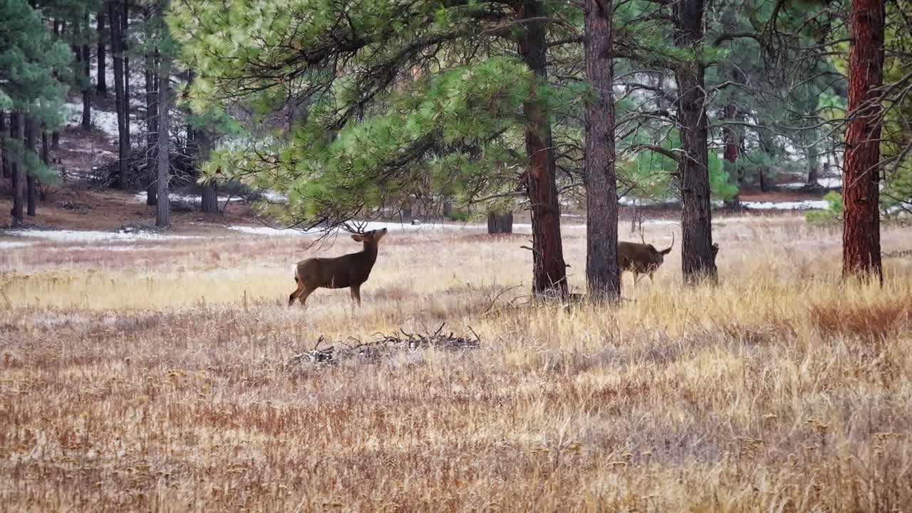 Cinematic low-flying 70mm-style aerial drone shot of a group of buck mule deer peacefully roaming and foraging through a pine forest in Colorado's Rocky Mountains