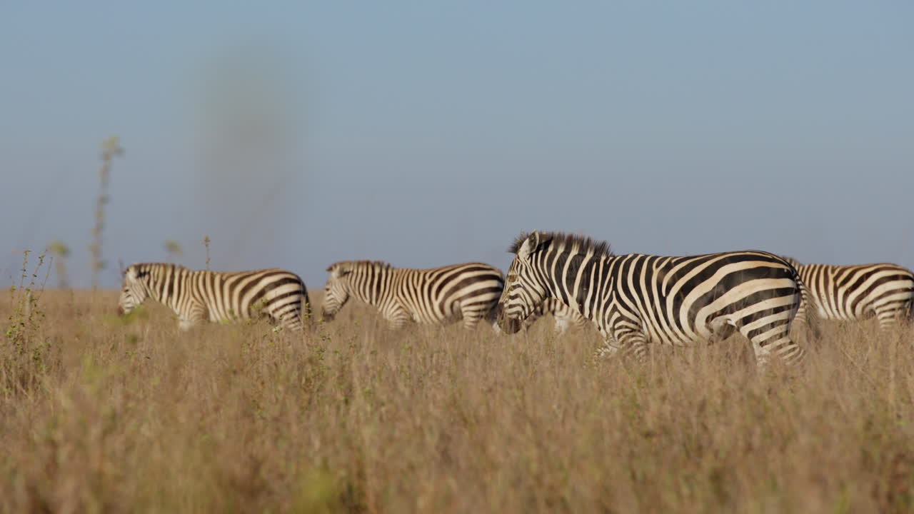 Mandria di zebre delle pianure che camminano nella savana nel pomeriggio