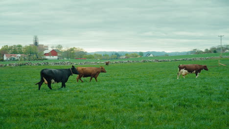 slow motion shot of cows walking through a luscious grass field next to a house