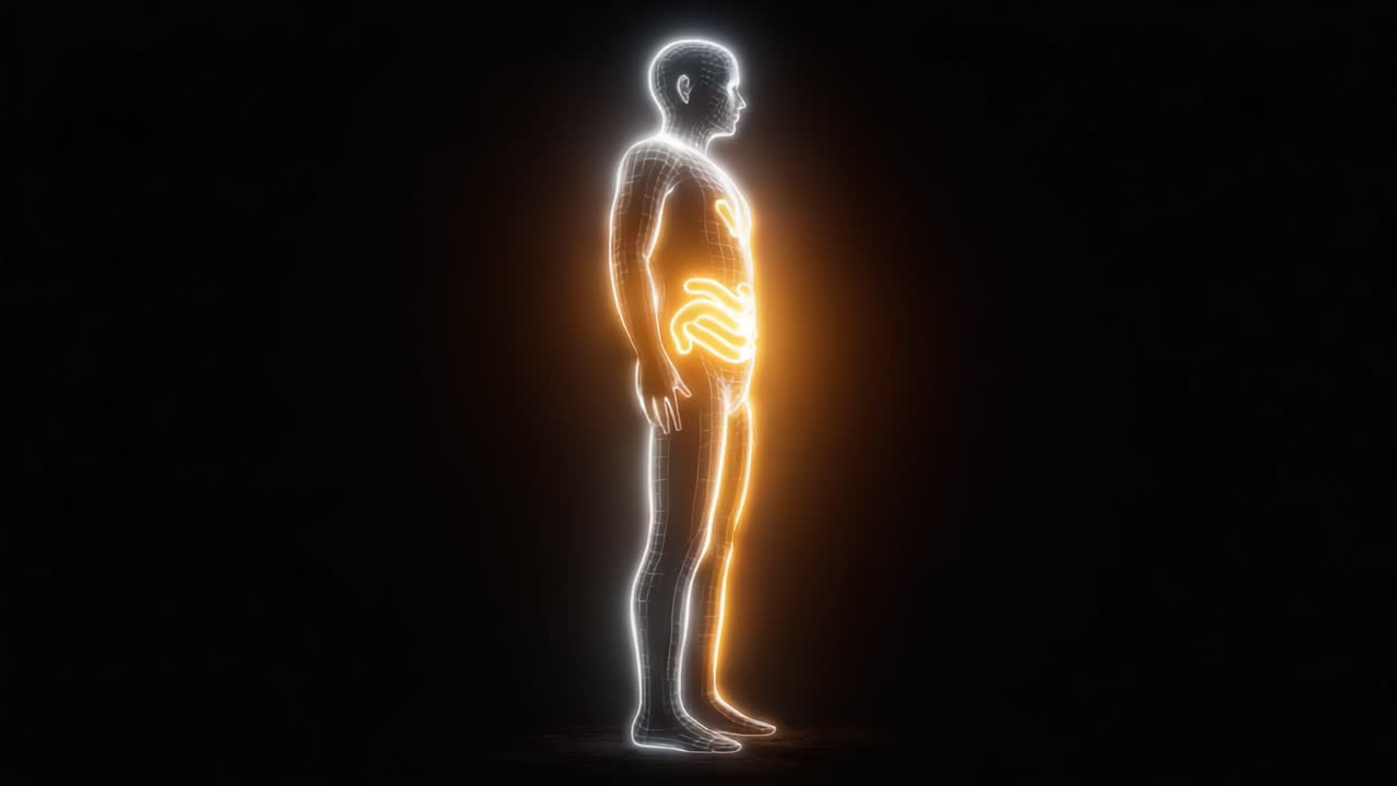 Sagoma Umana Illuminata che Mostra gli Organi Vitali con una Rappresentazione Lineare Luminosa delle Connessioni del Sistema Digestivo in un Ambiente Buio