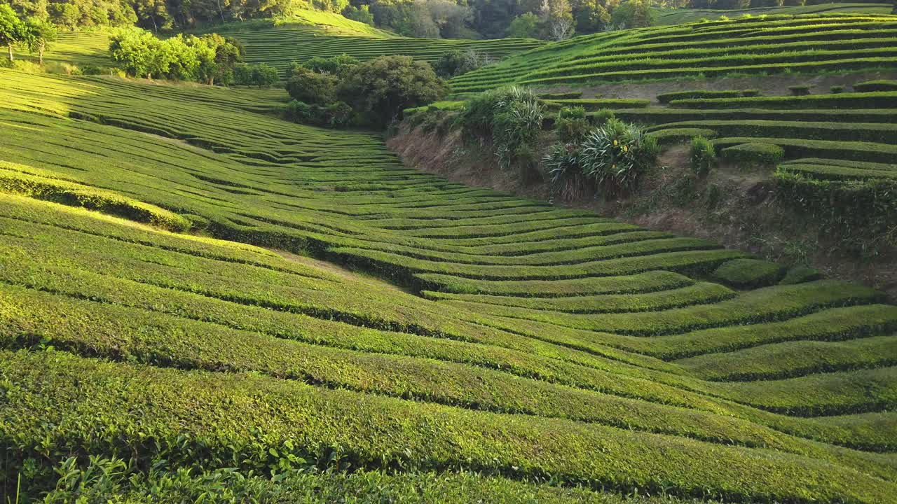 Splendido paesaggio di piantagione di tè durante il tramonto in Asia dopo il raccolto