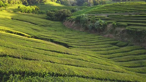 beautiful scenery of tea plantation during sunset in asia after harvest