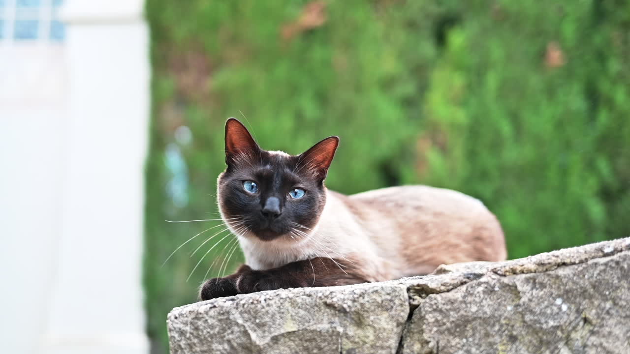 Gatto siamese che gioca all'aperto in Spagna, slow motion