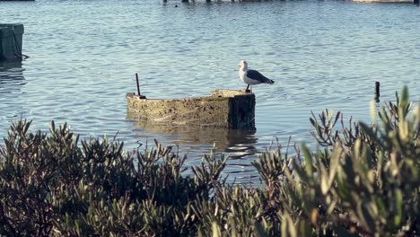 Coastal-scene-with-a-lone-seagull-standing-atop-an-old-fishing-boat