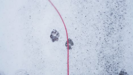 Correa-De-Perro-De-Cuerda-Roja-En-Suelo-Invernal-Con-Huellas-De-Perro