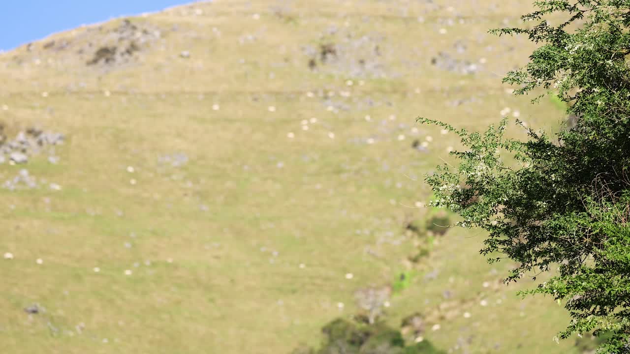 A serene hillside with lush greenery and clear skies in Akaroa, captured in bright daylight