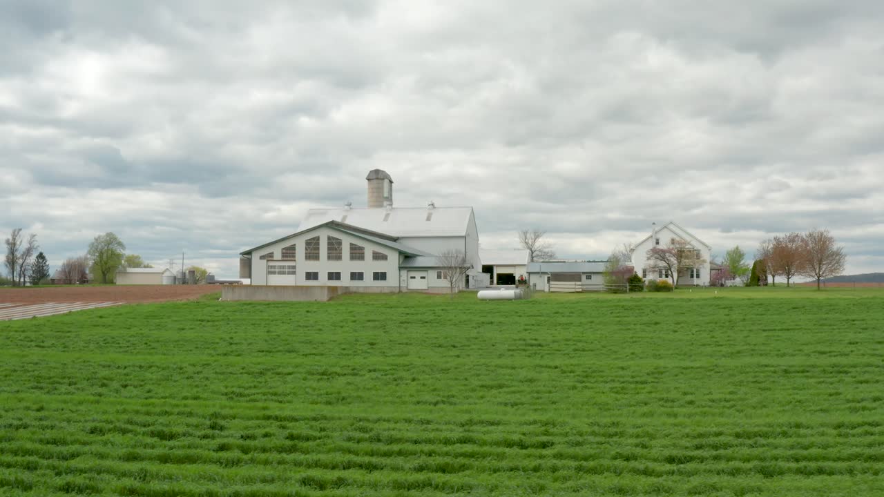 возвышающийся над зеленой озимой пшеницей