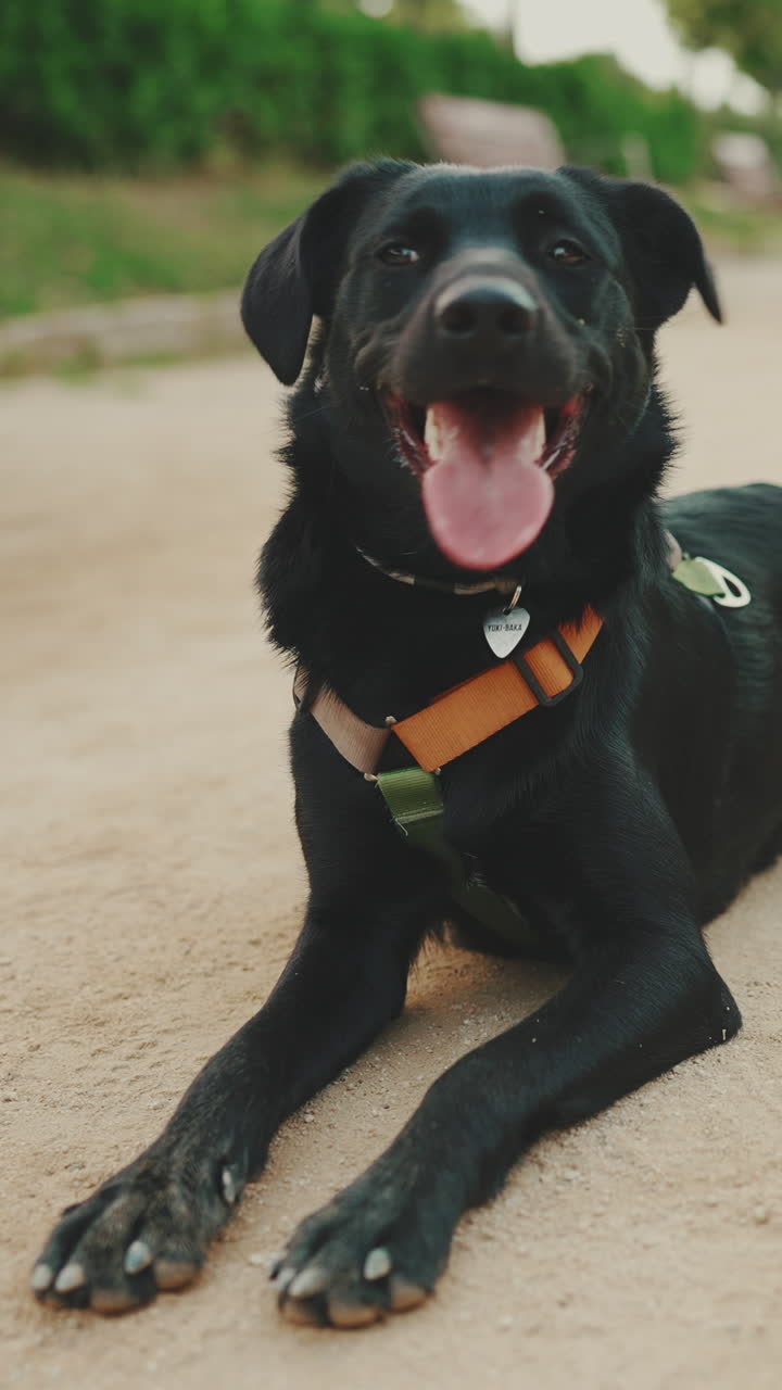 Black dog with tongue out
