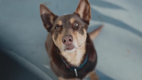 curious dog smelling flaring nostrils