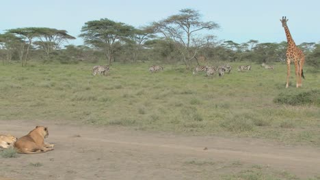 Eine-Giraffe-Behauptet-Sich-Gegen-Einen-Weiblichen-Löwen