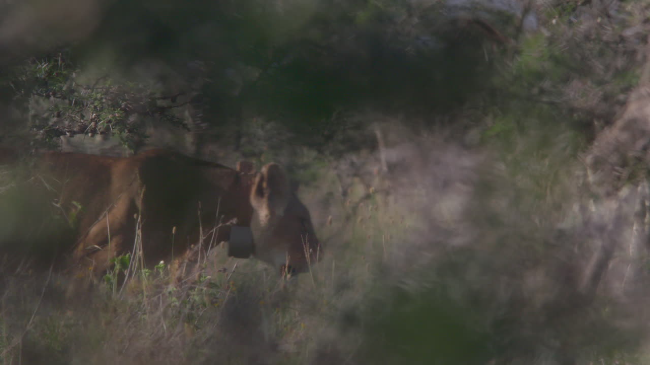 Lioness with Tracking Collar Walking Through Tall Grass