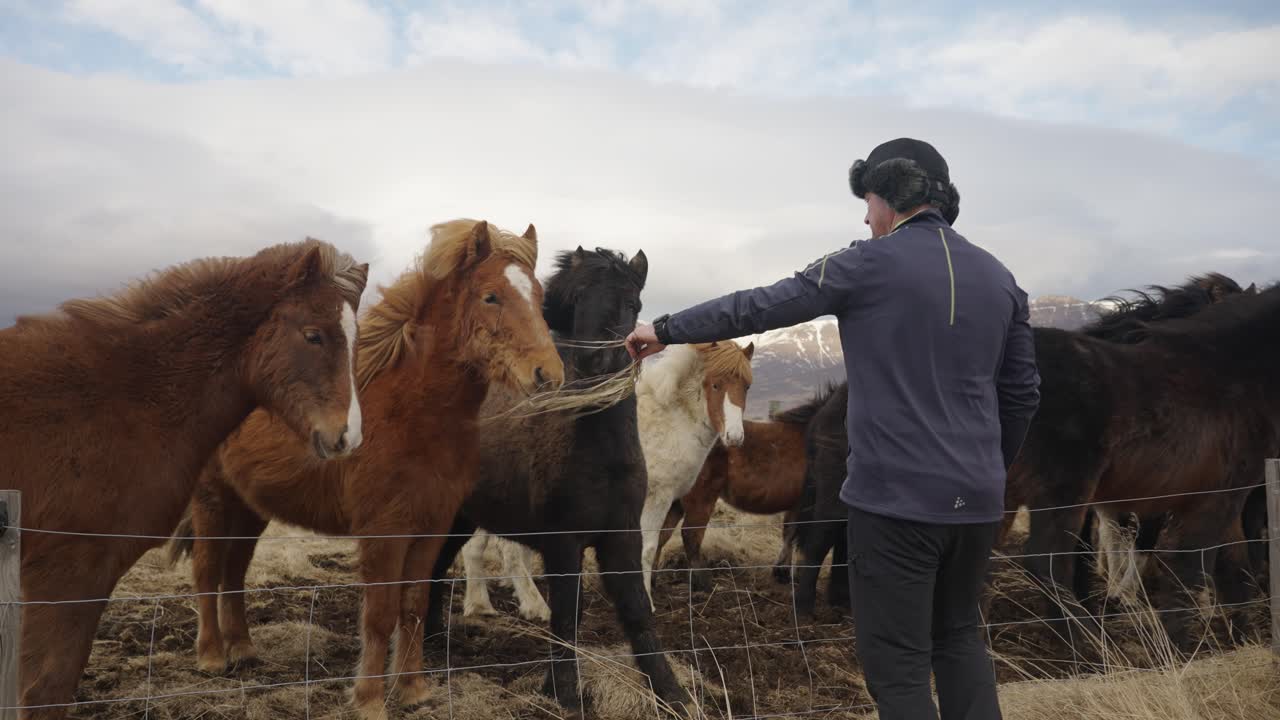 alimento turístico colorido rebaño de caballos islandeses durante un día ventoso, islandia