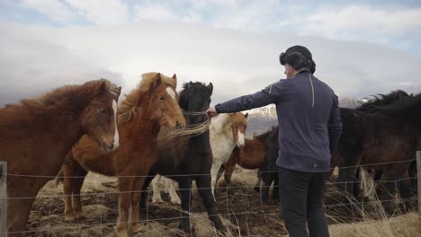 tourist feed colorful herd of icelandic horses during windy day, iceland