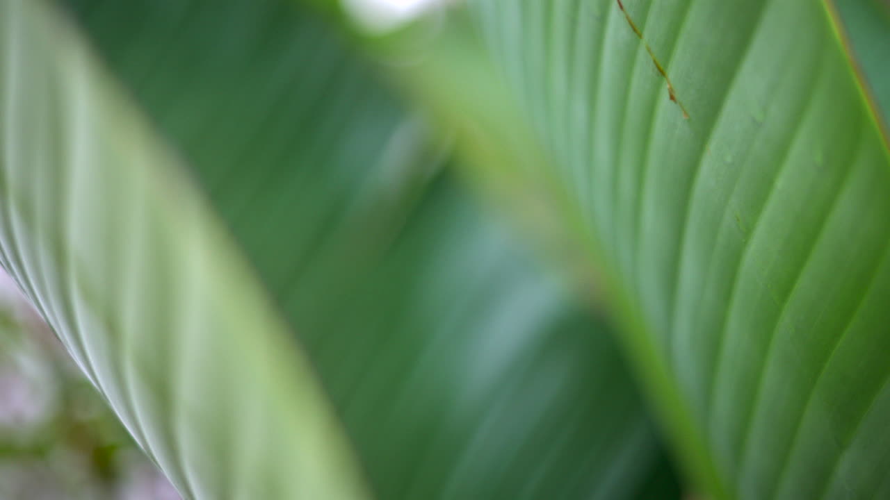 Close up of a green tropical leaf with visible veins and water droplets