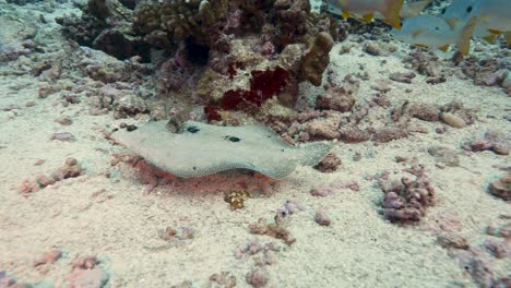 Tropical-flounder-swimming-in-clear-water-on-a-coral-reef-in-the-pacific-ocean