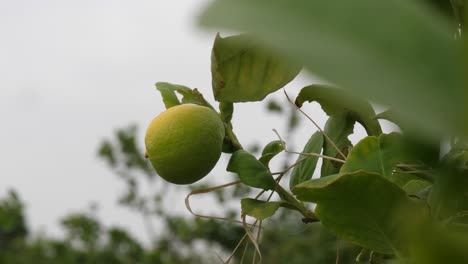 Close-up-of-hanging-lemons