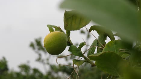 close up of hanging lemons