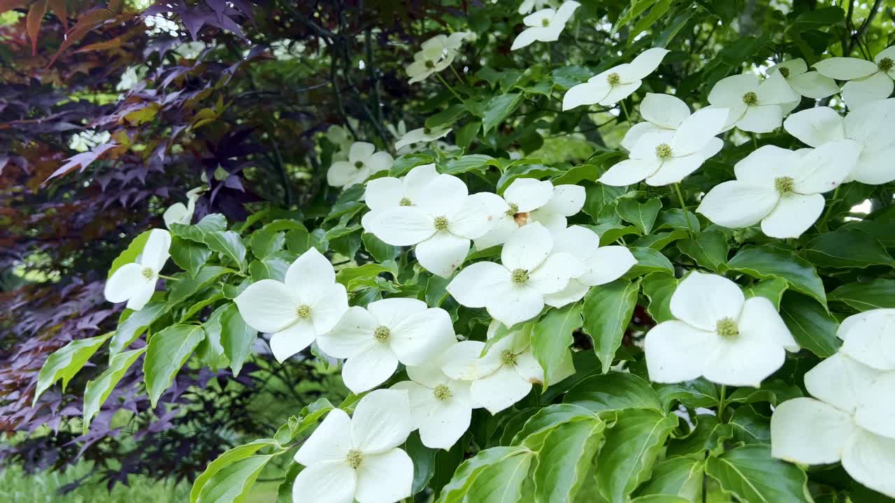 코사 도그우드 (koosa dogwood) 는 북캐롤라이나 주 부네 (boone, nc) 근처에서 자라는 나무이다.