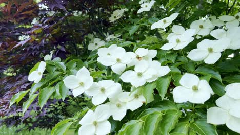 Kousa-Dogwood-pan-of-blooms,-tree-found-growing-near-Boone-NC,-North-Carolina