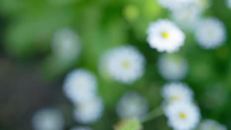 grupo de flores de manzanilla con movimiento de cámara en jardín orgánico