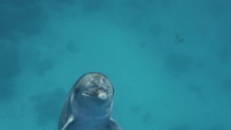 Dolphin-in-The-Coral-Reef-of-The-Red-Sea-of-Egypt