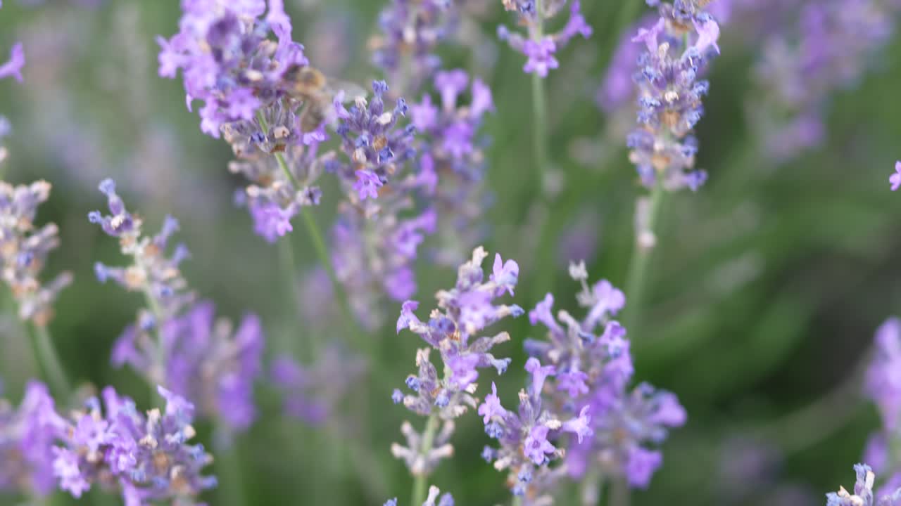 A bee flies off from vibrant lavender flowers nestled in green grass, showcasing the rich biodiversity and natural beauty of the Swiss Alps near Walensee. A moment of nature's harmony