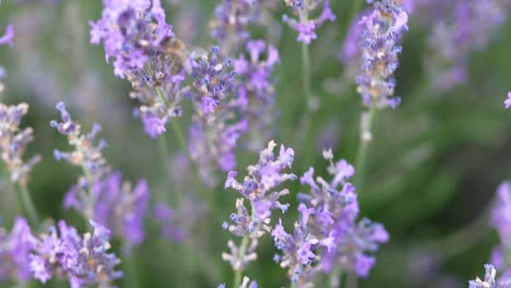 a bee flies off from vibrant lavender flowers nestled in green grass, showcasing the rich biodiversity and natural beauty of the swiss alps near walensee. a moment of nature's harmony