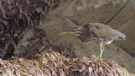 Pequeño-Pájaro-Garza-Verde-Sobre-Algas-Y-Rocas-Alimentándose-De-Insectos-En-Cámara-Lenta