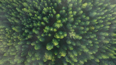 aerial view of a dense pine forest