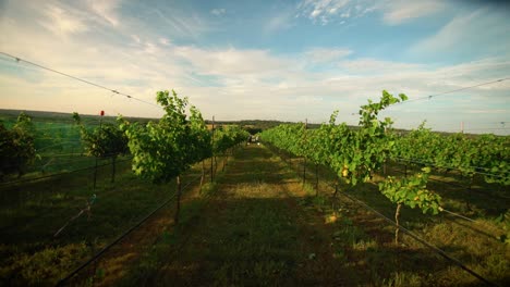 walking through green grape vines on a vineyard on a blue sky summer day in slow motion